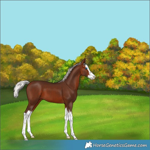 Horse Color:Silver Brown Splash Varnish 