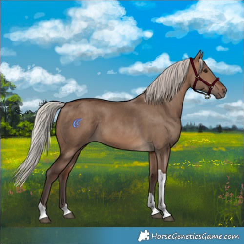 Horse Color:Silver Brown Dun Tobiano Rabicano 