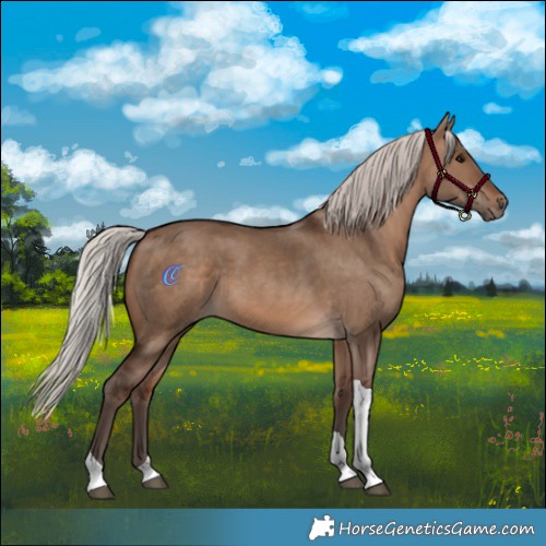 Horse Color:Silver Brown Dun Tobiano Rabicano