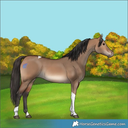 Horse Color:Bay Dun Tobiano Rabicano 