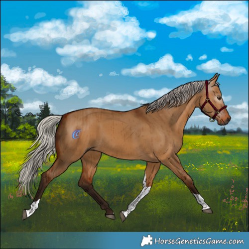 Horse Color:Gray Silver Bay Dun Tobiano Rabicano Brindle
