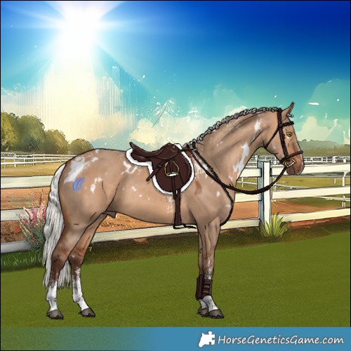 Horse Color:Powder White White Spotted Silver Bay Dun Rabicano 