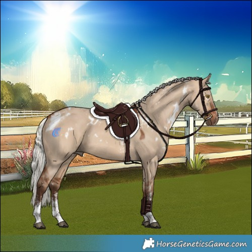 Horse Color:Powder White White Spotted Silver Bay Dun Rabicano 