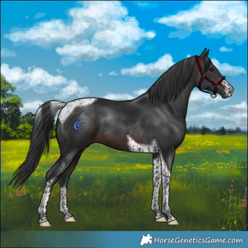 Horse Color:White Spotted Brown Tobiano 