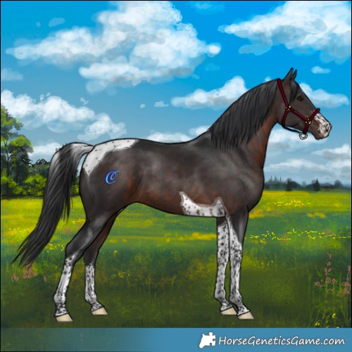 Horse Color:White Spotted Brown Tobiano 