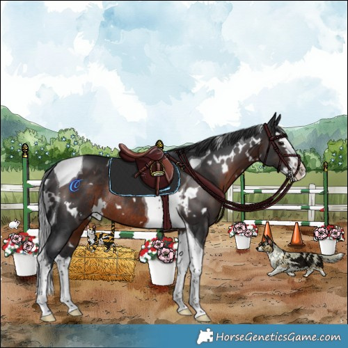 Horse Color:White Spotted Brown Splash Tobiano Rabicano 