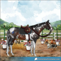 Horse Color:White Spotted Brown Splash Tobiano Rabicano