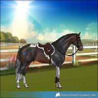 Horse Color:Brown Tobiano