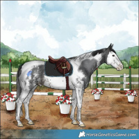 Horse Color:Brown Sabino Splash Tobiano