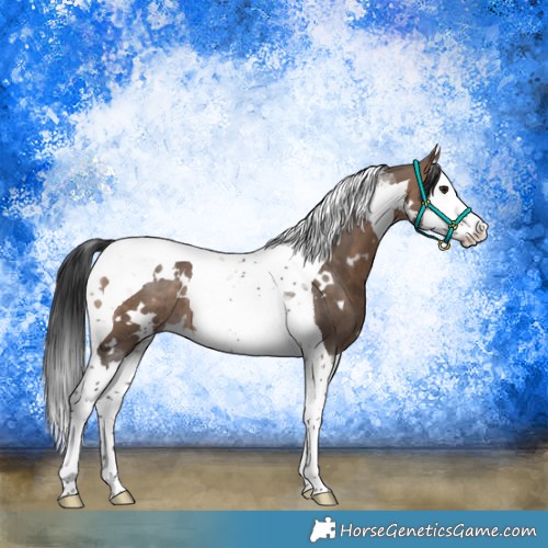 Horse Color:White Spotted Brown Dun Splash Tobiano