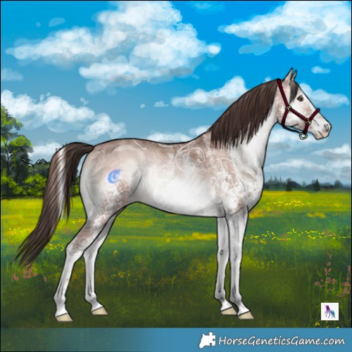 Horse Color:White Spotted Sable Champagne Ice Onyx Mushroom Rabicano 