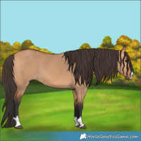 Horse Color:Bay Dun 