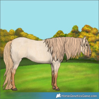 Horse Color:Red Dun Roan 