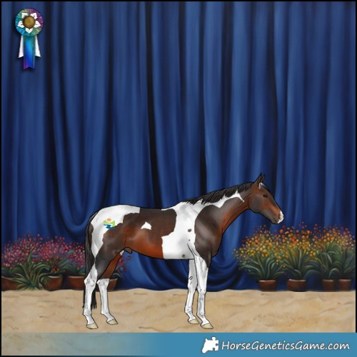 Horse Color:Brown Tobiano 