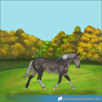 Horse Color:Silver Smoky Black Tobiano 