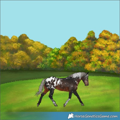 Horse Color:Gray White Spotted Silver Brown Tobiano Appaloosa 
