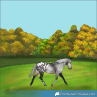 Horse Color:Gray White Spotted Silver Brown Tobiano Appaloosa 