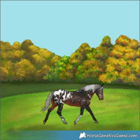 Horse Color:Gray White Spotted Silver Brown Tobiano Appaloosa 