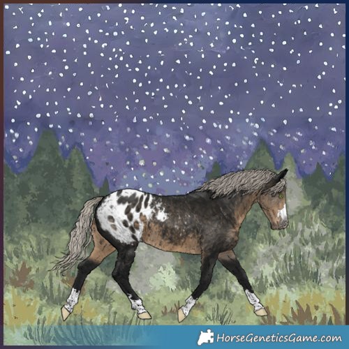 Horse Color:Gray Silver Smoky Black Appaloosa