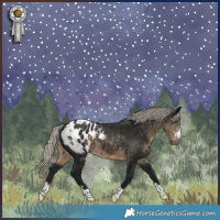 Horse Color:Gray Silver Smoky Black Appaloosa 