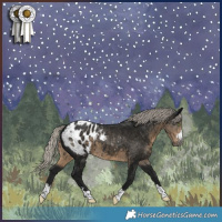 Horse Color:Gray Silver Smoky Black Appaloosa 