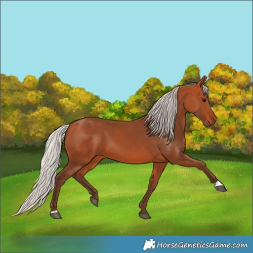 Horse Color:Silver Bay