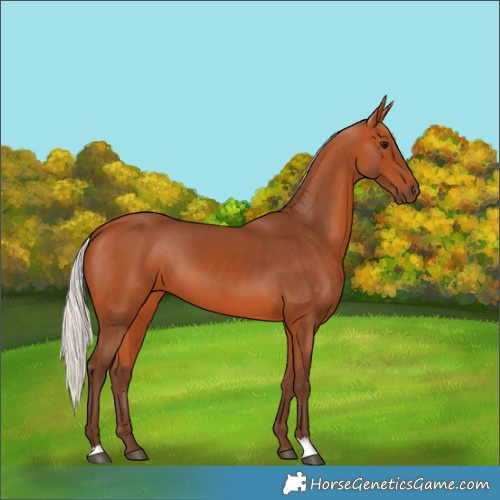 Horse Color:Silver Bay