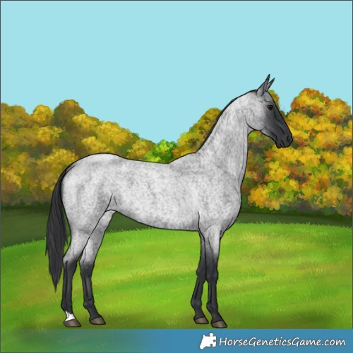 Horse Color:Blue Roan 