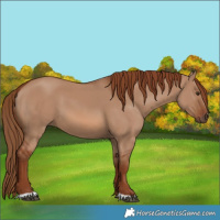 Horse Color:Red Dun 