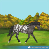 Horse Color:White Spotted Grullo Appaloosa 