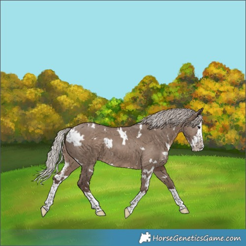 Horse Color:White Spotted Silver Grullo Splash 