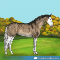 Horse Color:Gray Silver Smoky Grullo Splash Brindle 