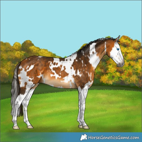 Horse Color:Gray White Spotted Buckskin Splash 