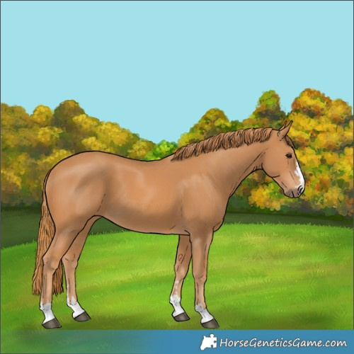 Horse Color:Chestnut 