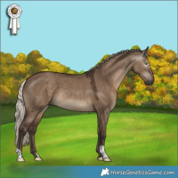 Horse Color:Gray Silver Grullo 