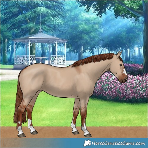 Horse Color:Red Dun 