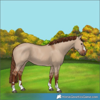 Horse Color:Red Dun