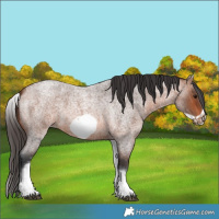 Horse Color:White Spotted Bay Roan Frame 