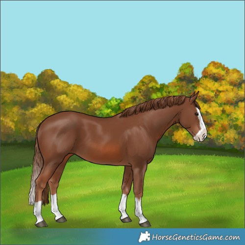 Horse Color:Chestnut Splash 
