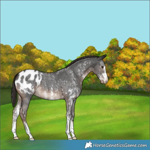 Horse Color:Liver Chestnut Sabino Appaloosa 