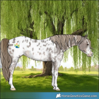 Horse Color:Liver Chestnut Sabino Blanket 