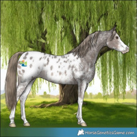 Horse Color:Liver Chestnut Sabino Blanket