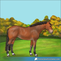 Horse Color:Bay 