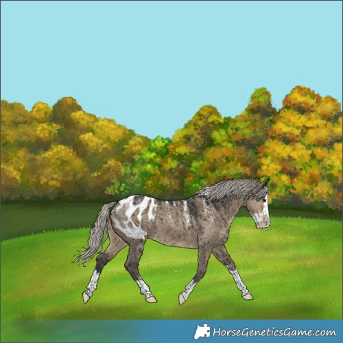 Horse Color:Powder White Silver Smoky Grullo Splash Appaloosa Brindle 