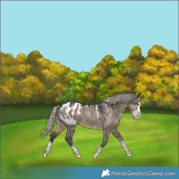 Horse Color:Powder White Silver Smoky Grullo Splash Appaloosa Brindle