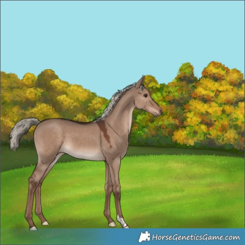 Horse Color:Liver Red Dun Mushroom 