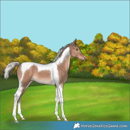 Horse Color:Silver Brown Dun Mushroom Tobiano 