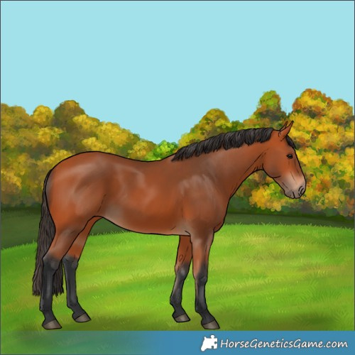 Horse Color:Bay 