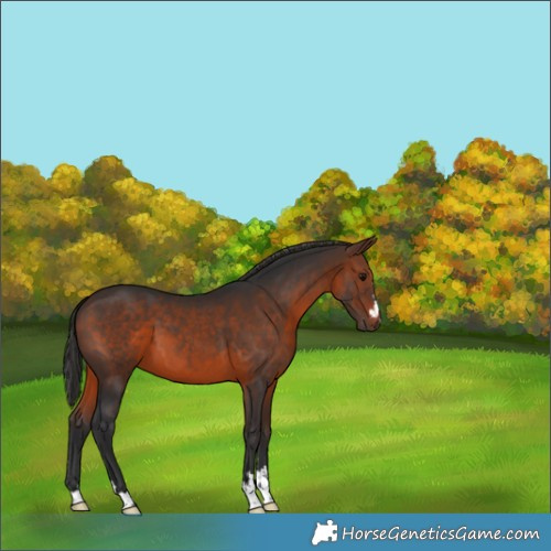 Horse Color:Brown 