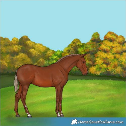 Horse Color:Chestnut 